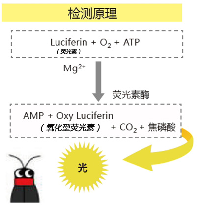 PD-30配套试剂——拭取检测用长轴棉棒