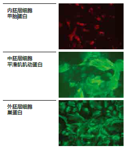 无DMSO干细胞冻存液