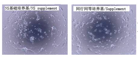 NS神经细胞基础培养基