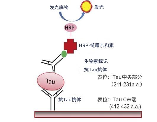 Tau ELISA试剂盒Wako