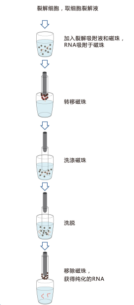 磁珠法微量病毒RNA提取试剂盒|磁珠|上海金畔生物科技有限公司