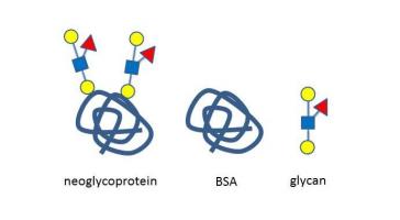 Globo-A七糖-N-乙酰-丙炔 , Globo-A heptaose-N-Acetyl-Propargyl