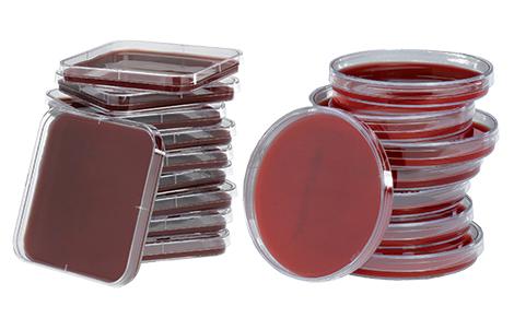 Mueller-Hinton Agar + Blood | Bio-Rad Laboratories