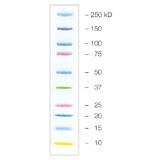 Comparative Proteomics Kit I: Protein Profiler Module | Bio-Rad Laboratories