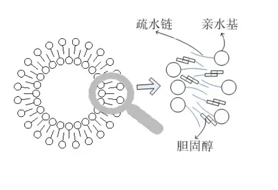 智能还原型双硫键脂质体载药定制