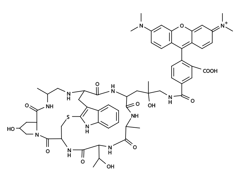 Phalloidin-Tetramethylrhodamine Conjugate|鬼笔环肽-四甲基罗丹明缀合物