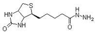 Biotin-PFP CAS:120550-35-8