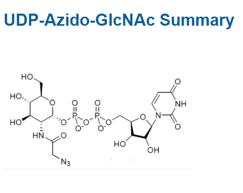 UDP-Azido-GlcNAc