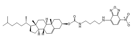 荧光标记胆固醇(NBD-cholesterol)