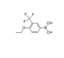 4-乙氧基-2-(三氟甲基)苯硼酸,CAS：313545-39-0