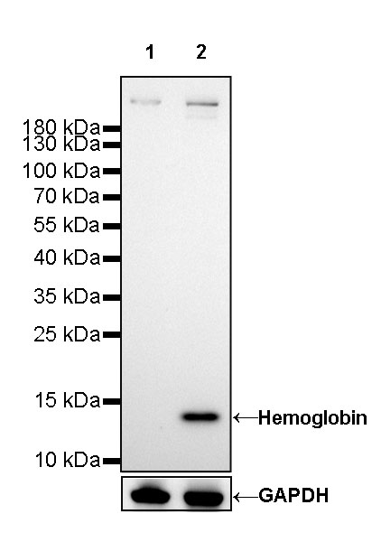 Rabbit anti-Hemoglobin Recombinant Monoclonal Antibody(193-71)