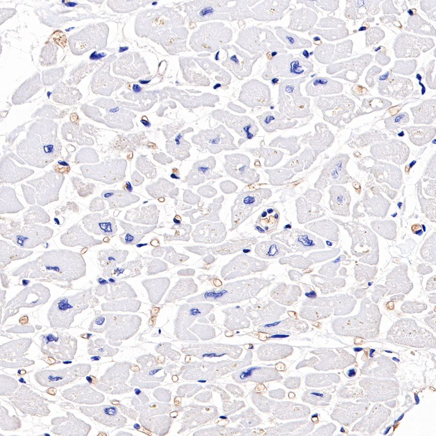 Rabbit anti-Hemoglobin Recombinant Monoclonal Antibody(193-71)