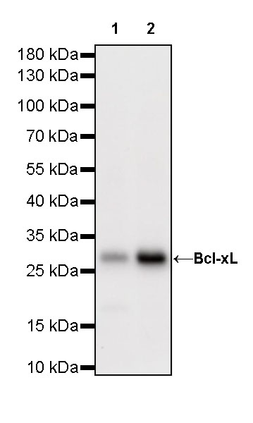 Rabbit anti-Bcl-xL Recombinant Monoclonal Antibody(S-487-28)