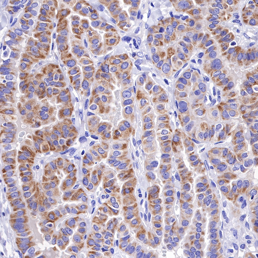 Rabbit anti-Bcl-xL Recombinant Monoclonal Antibody(S-487-28)