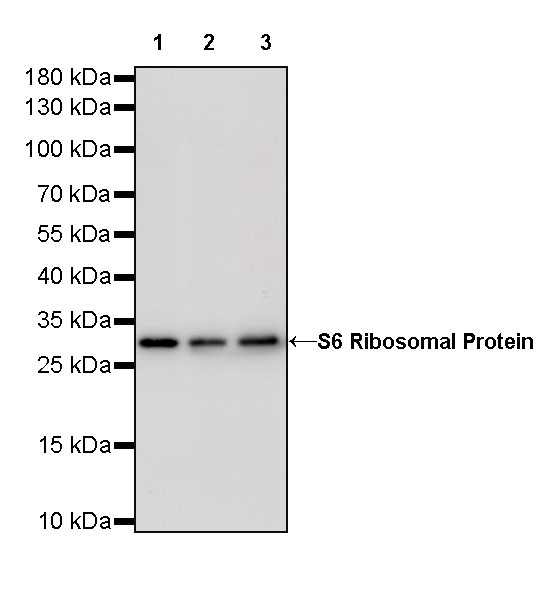 Rabbit anti-S6 Ribosomal Protein Recombinant Monoclonal Antibody(S-479-1)