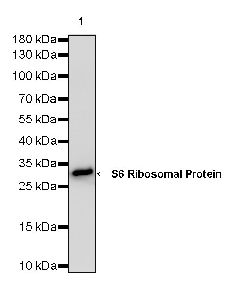 Rabbit anti-S6 Ribosomal Protein Recombinant Monoclonal Antibody(S-479-1)