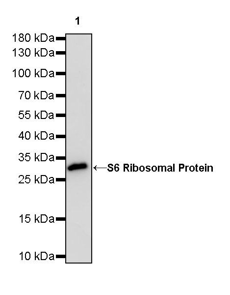 Rabbit anti-S6 Ribosomal Protein Recombinant Monoclonal Antibody(S-479-1)