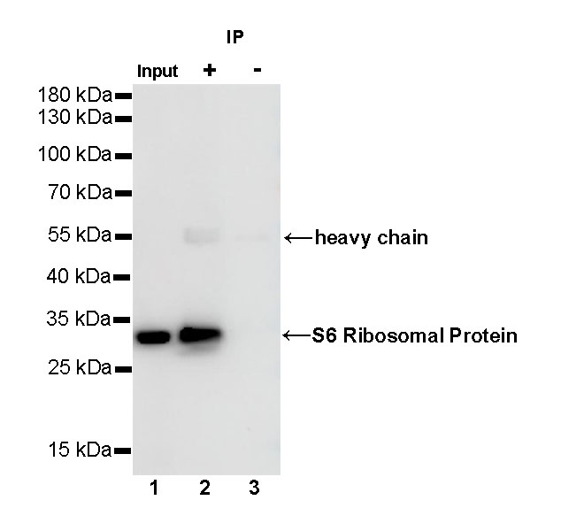 Rabbit anti-S6 Ribosomal Protein Recombinant Monoclonal Antibody(S-479-1)