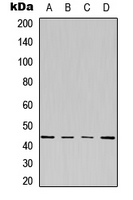 Rabbit anti-Kappa Opioid Receptor(pS369) Polyclonal Antibody