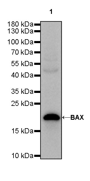 Rabbit anti-BAX Recombinant Monoclonal Antibody(338-76)