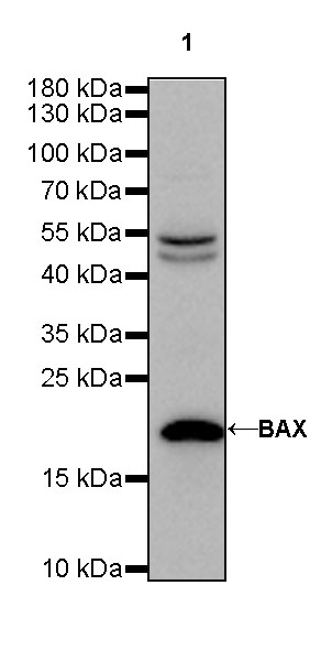 Rabbit anti-BAX Recombinant Monoclonal Antibody(338-76)