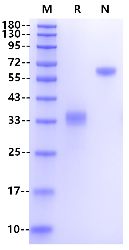 Recombinant Mouse IgG2b Fc Protein(Glu97-Lys335)