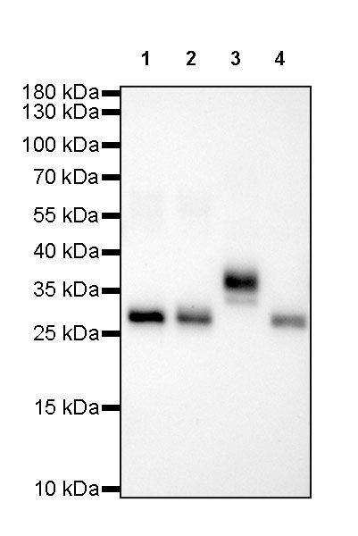 Rabbit anti-Human IgG  F(c) Recombinant Monoclonal Antibody(318-21)