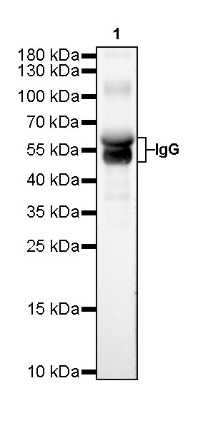 Rabbit anti-Human IgG  F(c) Recombinant Monoclonal Antibody(318-21)