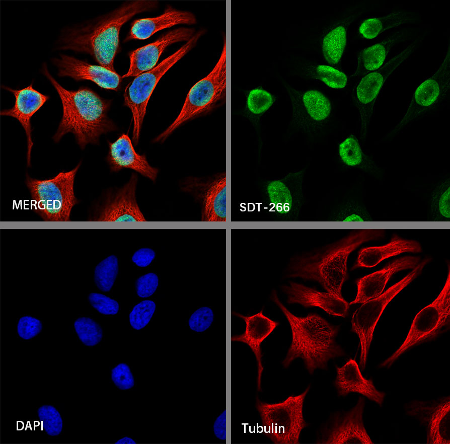 Rabbit anti-Histone H3 Recombinant Monoclonal Antibody(266-44)