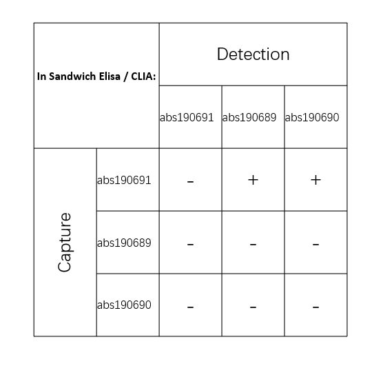 Rabbit anti-t-PA Recombinant Monoclonal Antibody(215-4)