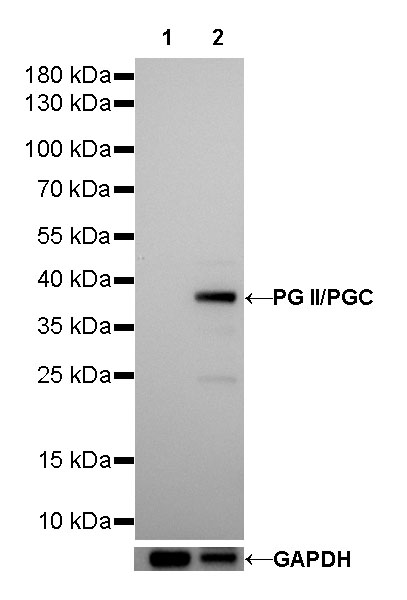 Rabbit anti-PG II/PGC Recombinant Monoclonal Antibody(194-100)