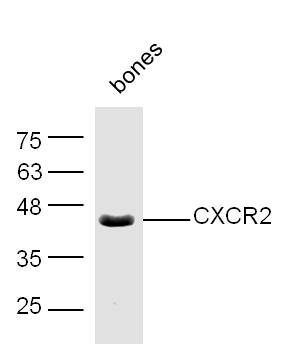 Rabbit anti-CD182 Polyclonal Antibody