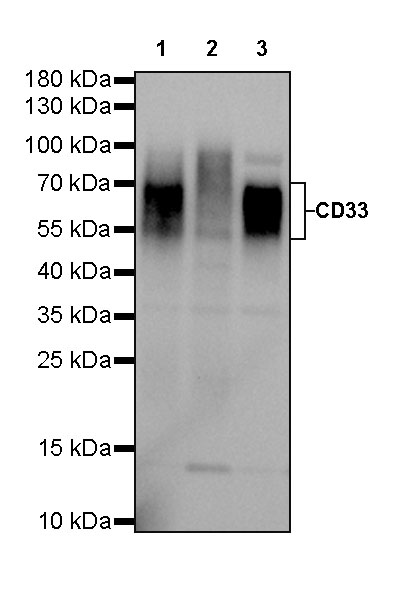 Rabbit anti-CD33 Recombinant Monoclonal Antibody(269-171)