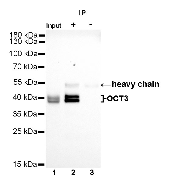 Rabbit anti-OCT3/4 Recombinant Monoclonal Antibody(165-76)