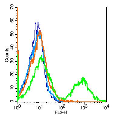 Rabbit anti-TMEM158 Polyclonal Antibody