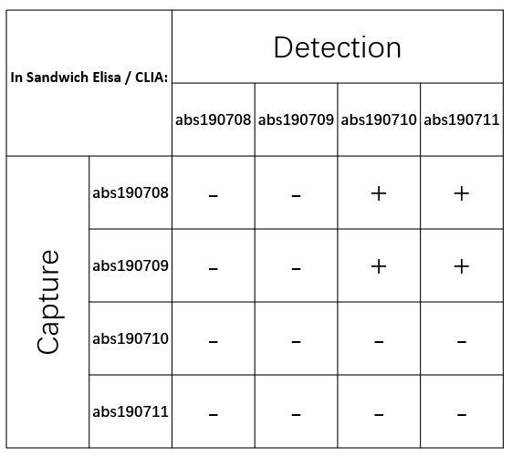 Rabbit anti-Laminin Recombinant Monoclonal Antibody(148-42)