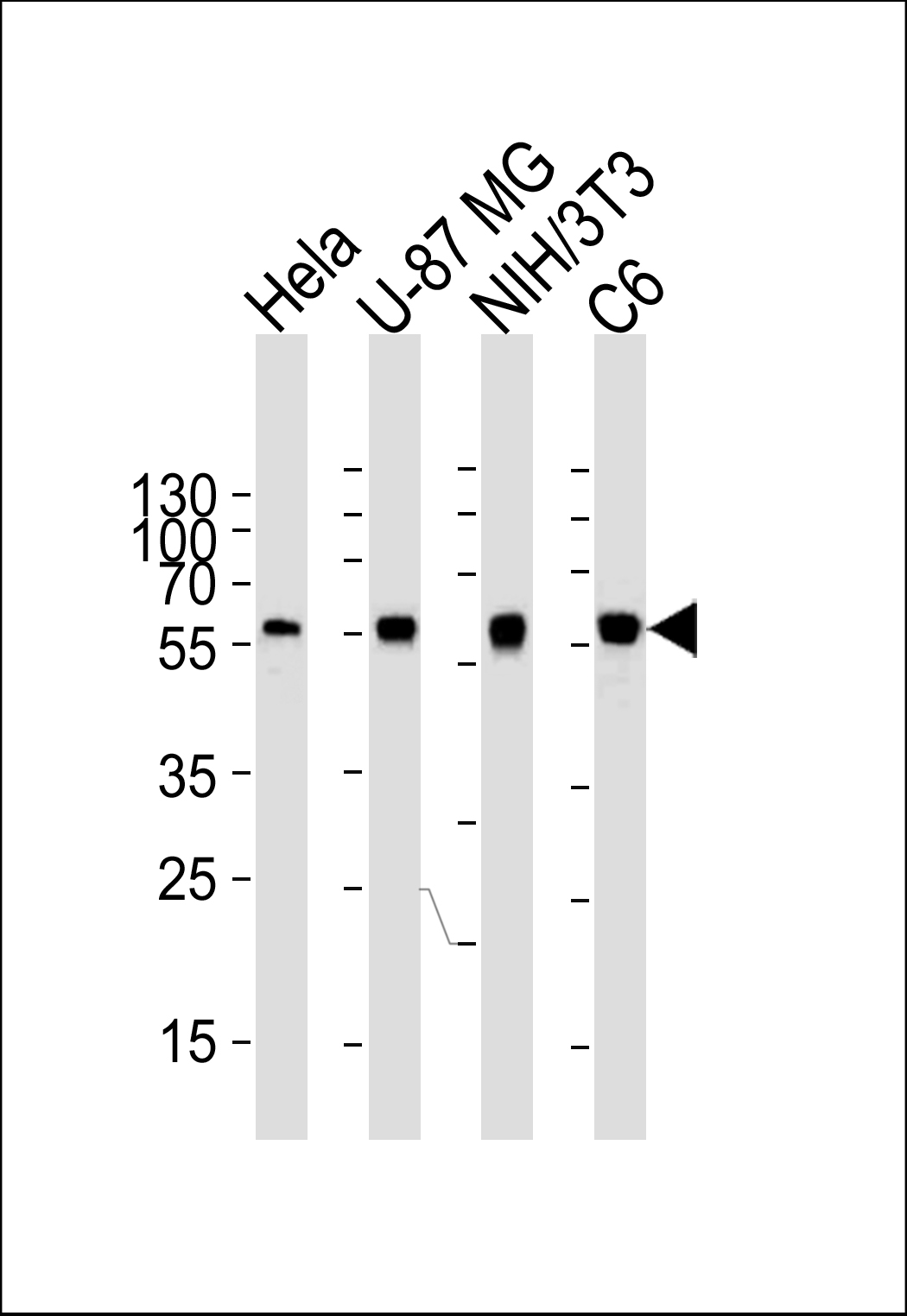 Mouse anti-ATG5 Monoclonal Antibody(1358CT289.125.123)