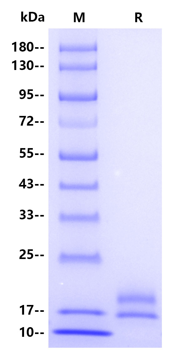 Recombinant Human VEGF 121 Protein(C-10His)