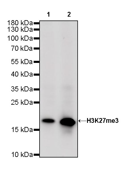 Rabbit anti-H3K27me3 Recombinant Monoclonal Antibody(431-118)