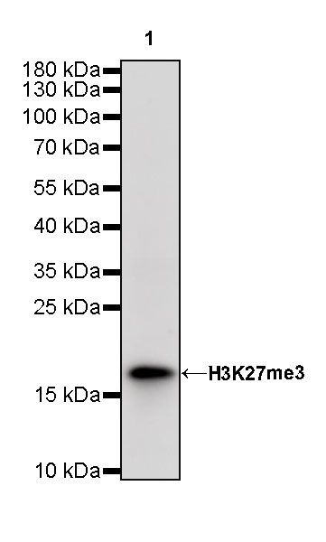 Rabbit anti-H3K27me3 Recombinant Monoclonal Antibody(431-118)