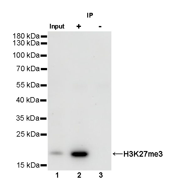 Rabbit anti-H3K27me3 Recombinant Monoclonal Antibody(431-118)