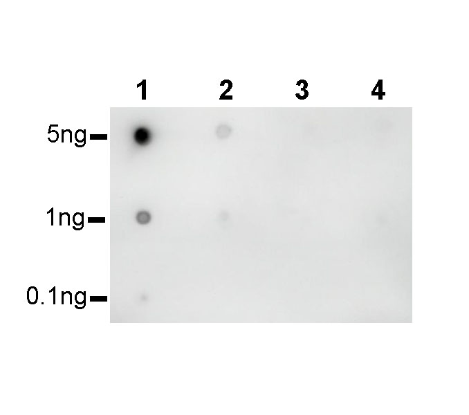 Rabbit anti-H3K27me3 Recombinant Monoclonal Antibody(431-118)