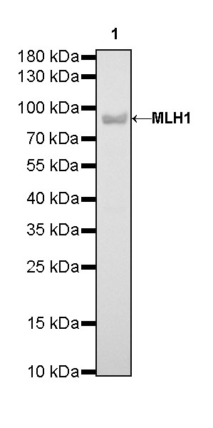 Rabbit anti-MLH1 Recombinant Monoclonal Antibody(112-50)