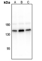 Rabbit anti-CD117(pY936) Polyclonal Antibody