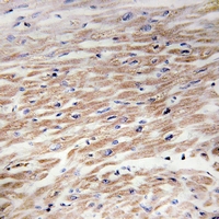 Rabbit anti-CD117(pY936) Polyclonal Antibody