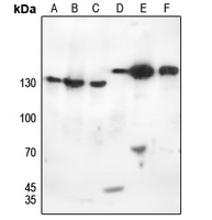 Rabbit anti-EG5(pT926) Polyclonal Antibody