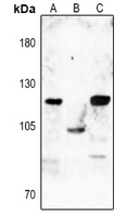 Rabbit anti-Dynamin 1 (pS774) Polyclonal Antibody