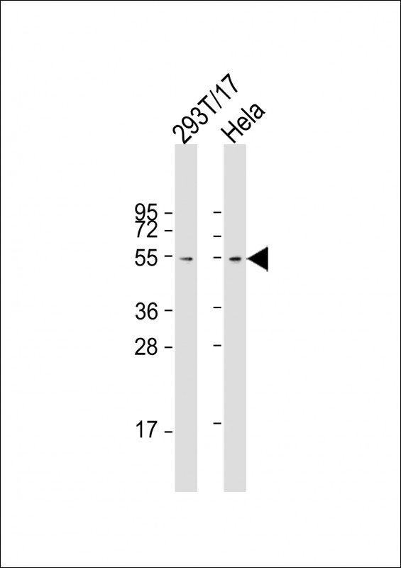 Mouse anti-FZR Monoclonal Antibody(1621CT637.76.67)