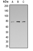 Rabbit anti-Synapsin 1(pS553) Polyclonal Antibody