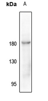 Rabbit anti-CD115(pY723) Polyclonal Antibody